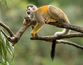 Teaching english Manuel Antonio